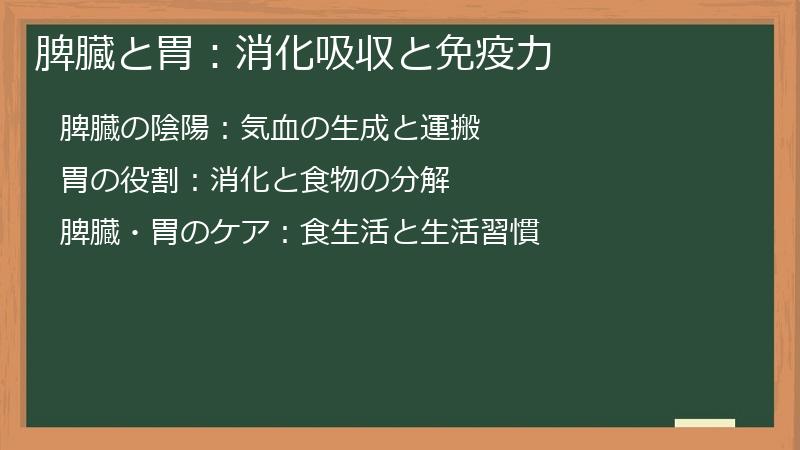 脾臓と胃：消化吸収と免疫力