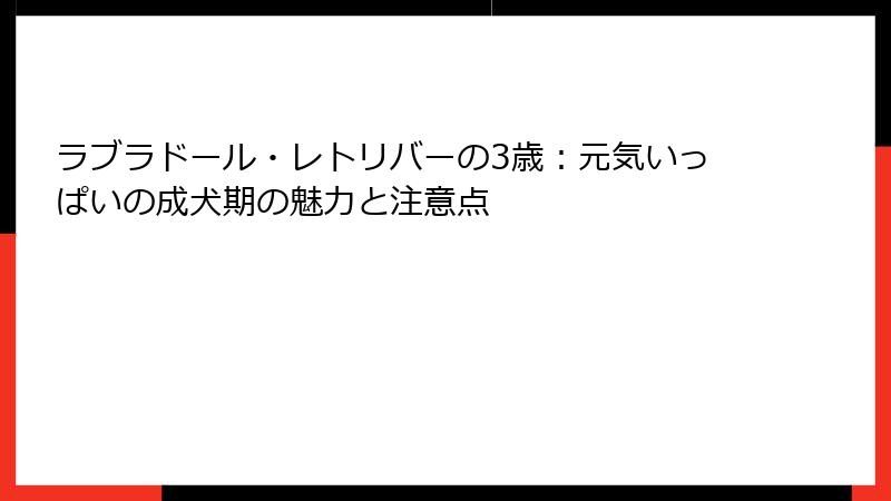 ラブラドール・レトリバーの3歳：元気いっぱいの成犬期の魅力と注意点