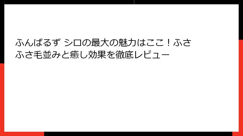 ふんばるず シロの最大の魅力はここ！ふさふさ毛並みと癒し効果を徹底レビュー